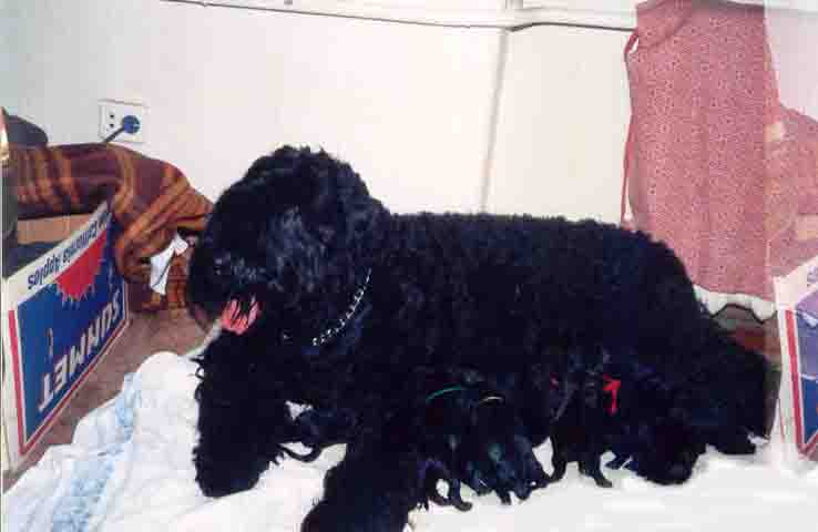 Марфуша со щенками